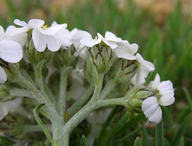 Achillea clavenae / Millefoglio di Clavena